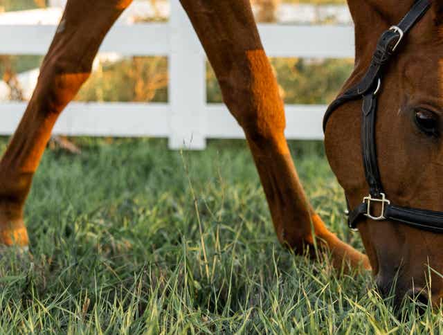 Preparing Your Horse For Spring Pasture