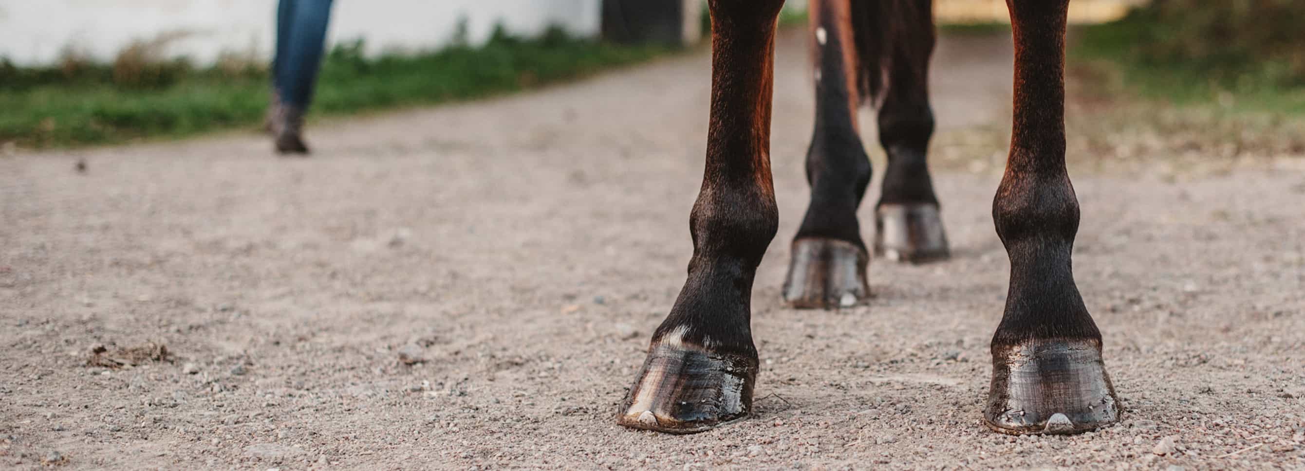 Laminitis in Horses: Symptoms, Causes, & Feeding Strategies