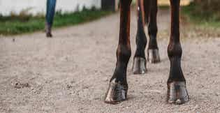 Laminitis in Horses: Symptoms, Causes, and Feeding Strategies to Support Hoof Health