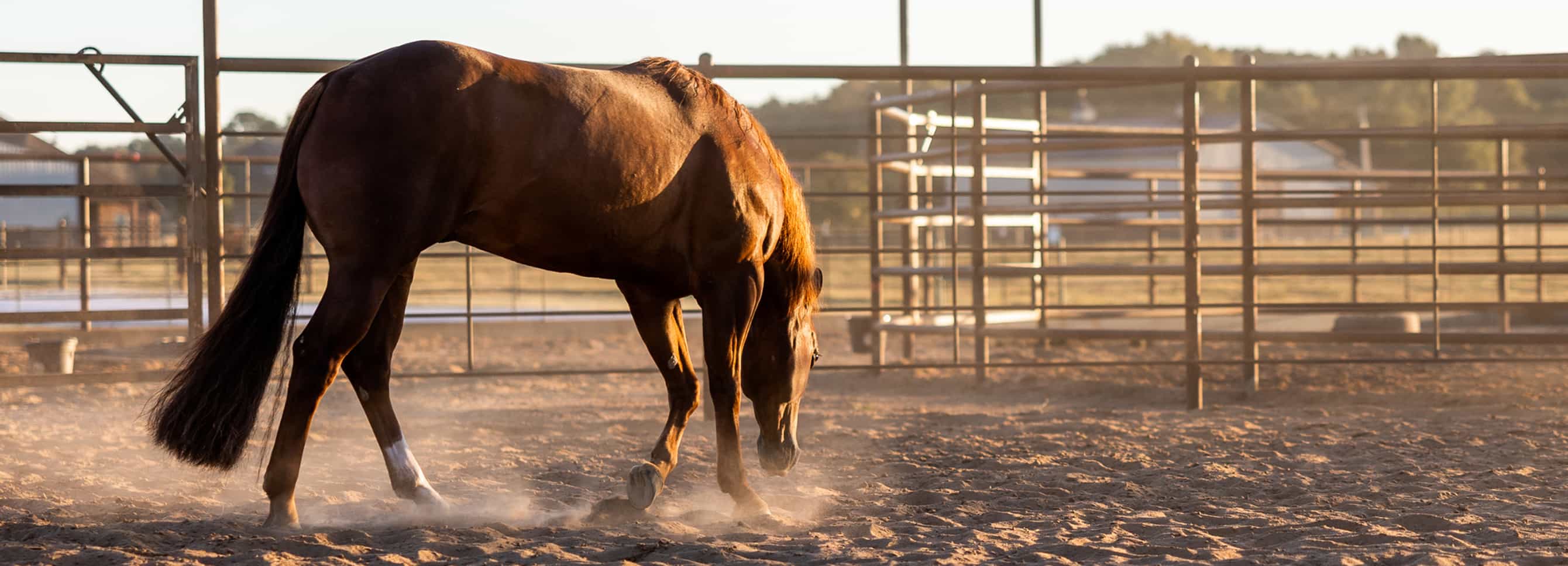 A horse moving in a pen, highlighting equine conditioning and topline support through proper care and nutrition.