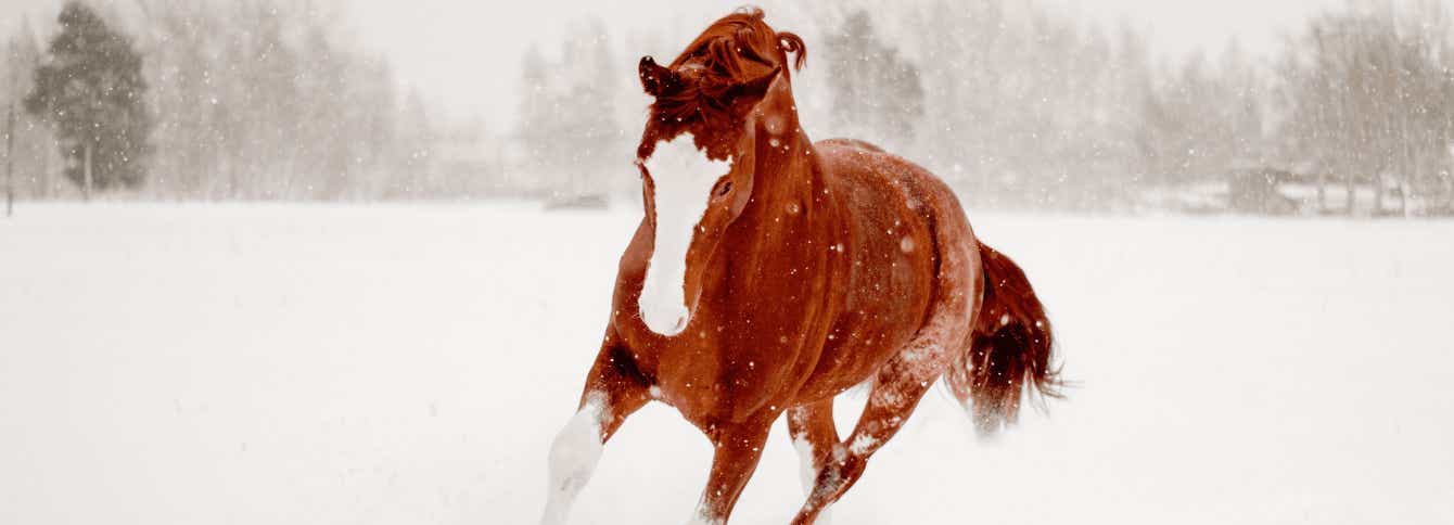 How Much Hay Does Your Horse Need For Winter?