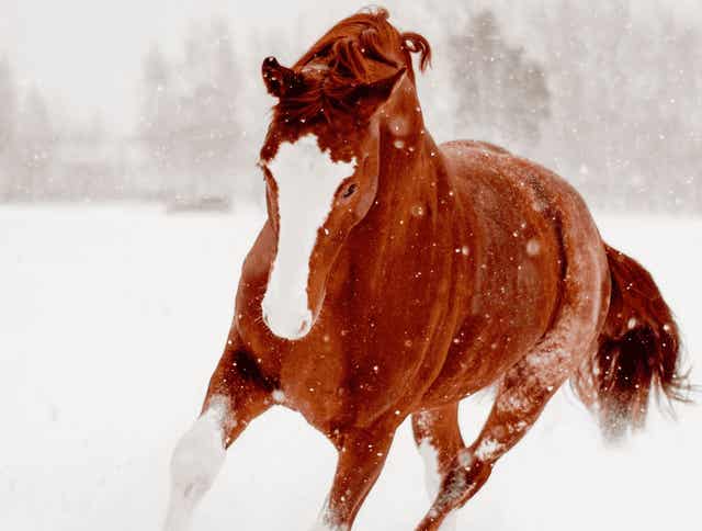 How Much Hay Does Your Horse Need For Winter?