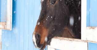 Essential Winter Care Tips for Your Horse's Nutrition and Well-Being