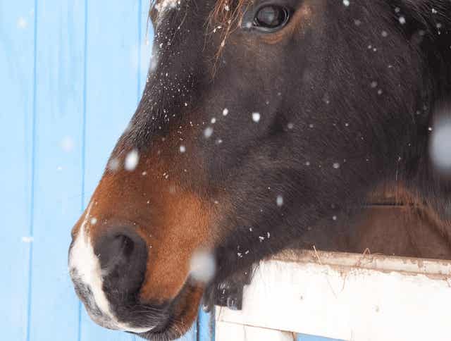 Feeding Horses: What You Need to Know About Forages and Winter