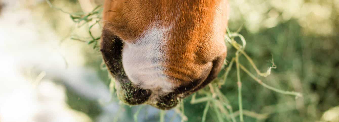 Feed the Need: Standlee Equine Veterinary Nutrition Seminar