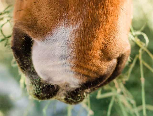 First Annual Feed the Need: Standlee Equine Veterinary Nutrition Seminar
