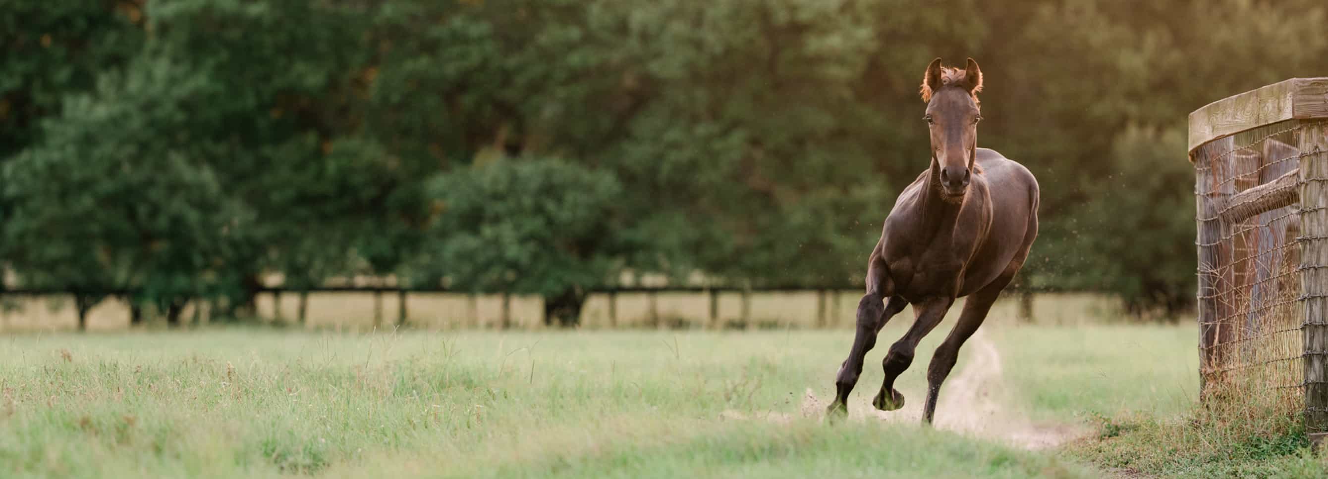 Horse running in pasture near a fence.