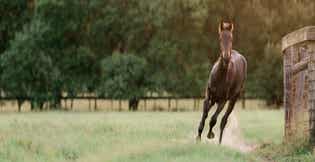 Why Forage Should Be the Foundation of Your Horse's Diet