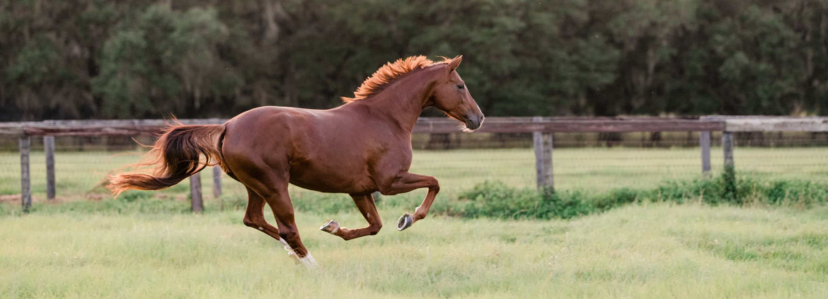 Horse running fast in a pasture.