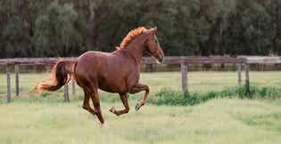 Forage for Performance Horses: Building a Strong Nutritional Foundation