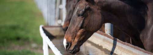 The importance of proper hydration for horses.