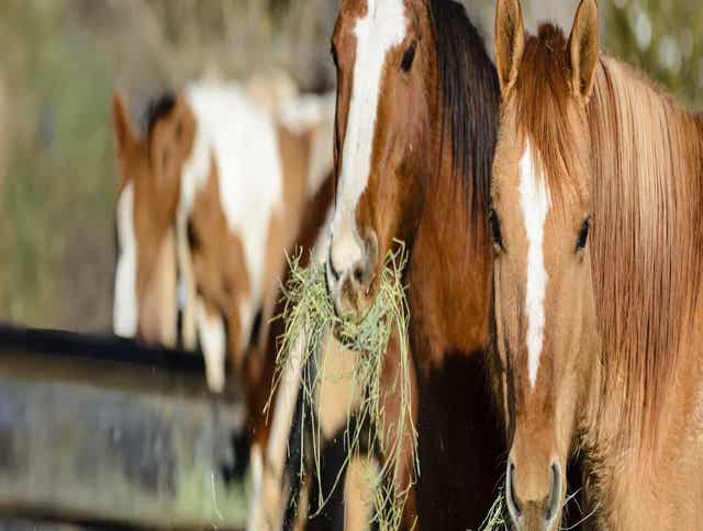 The Importance of a Consistent Diet for Your Horse