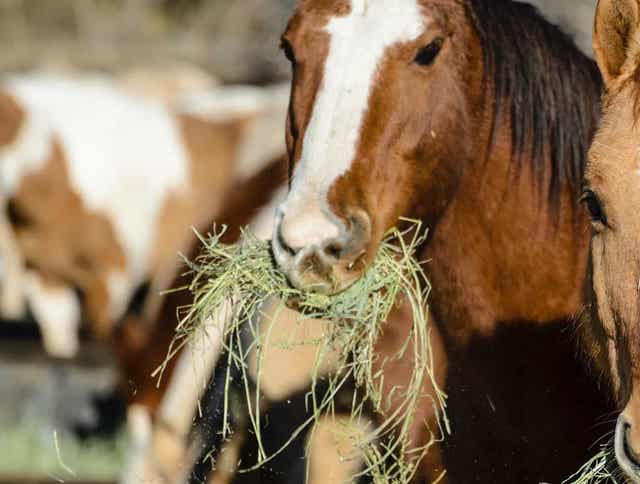 The Importance of a Consistent Diet for Your Horse