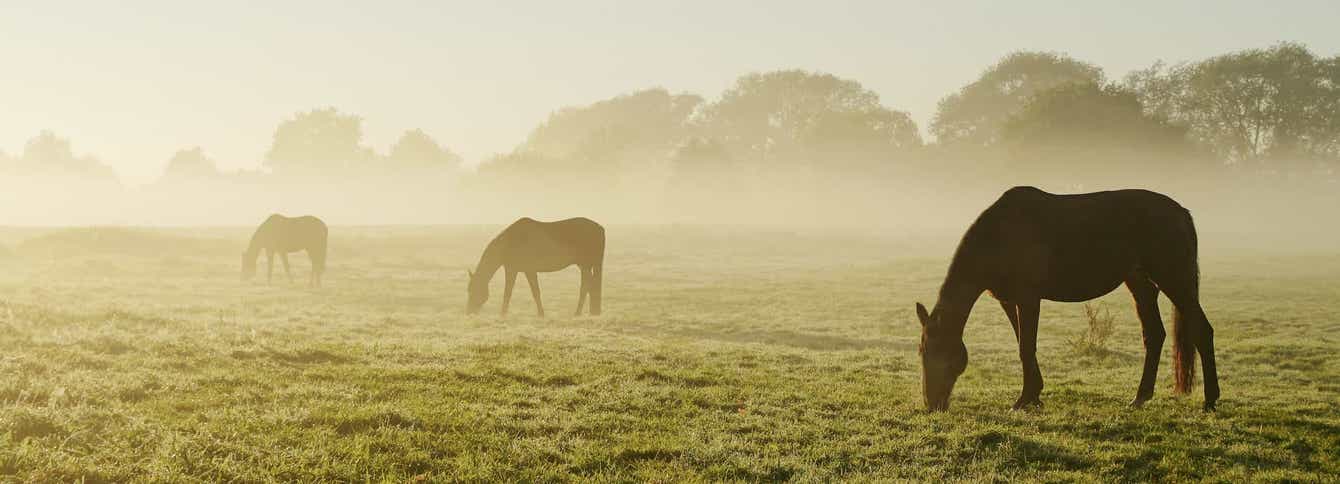 How to Safely Put Weight on a Starved Horse