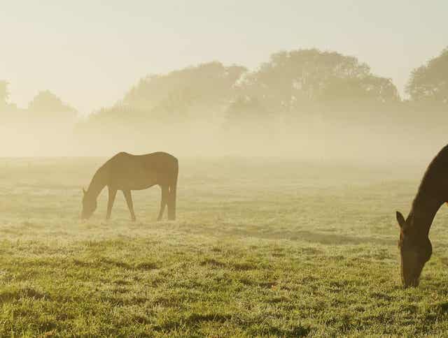 How to Safely Put Weight on a Starved Horse