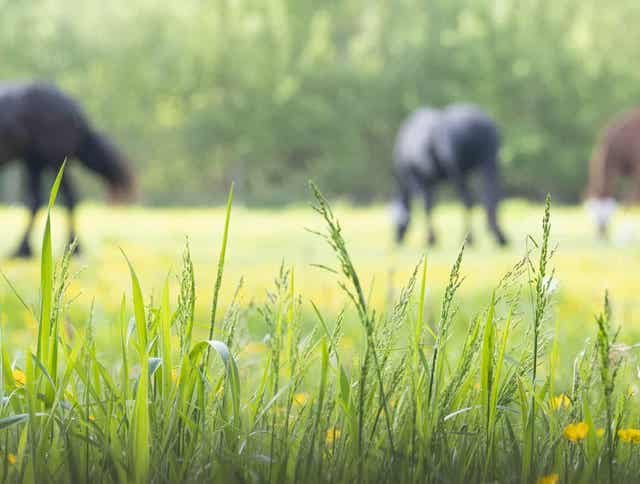 Changing Equine Behavior with Forage