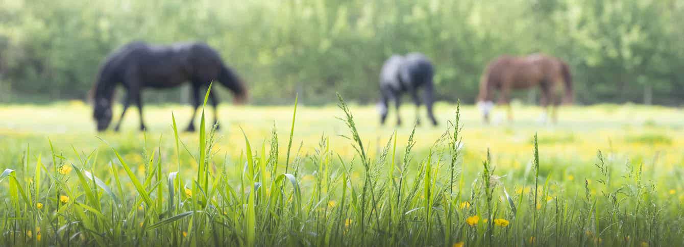 Spring Pasture & Grazing Tips for Horses and Livestock