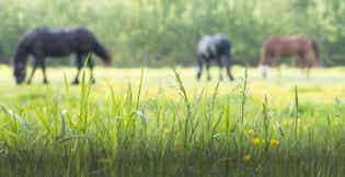 The First Thing Drought Takes Isn't Grass, It's Nutrition