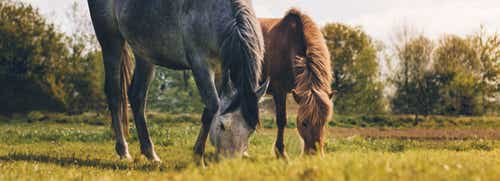 A guide to summer grazing for your horse.