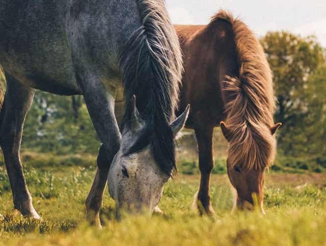 Summer Grazing For Your Horse: What You Should Know