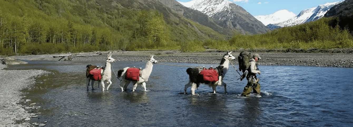Llamas, the Ultimate Backcountry Hiking Partner?