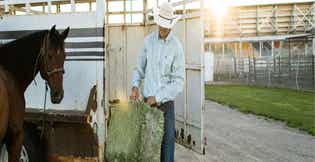 Rehabilitating a Starved Horse: A Safe, Forage-Based Approach to Weight Gain and Recovery