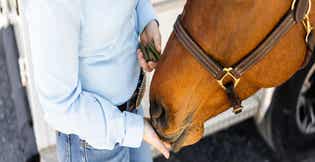 Healthy Horse Treats: How to Reward Your Horse Without Compromising Nutrition