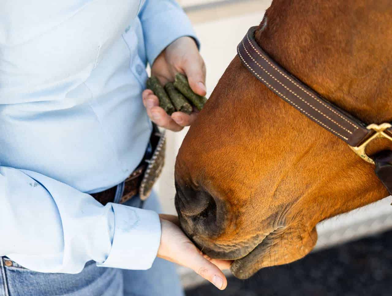 Rewarding Horses How to Reward Your Horse With Healthy Horse Treats