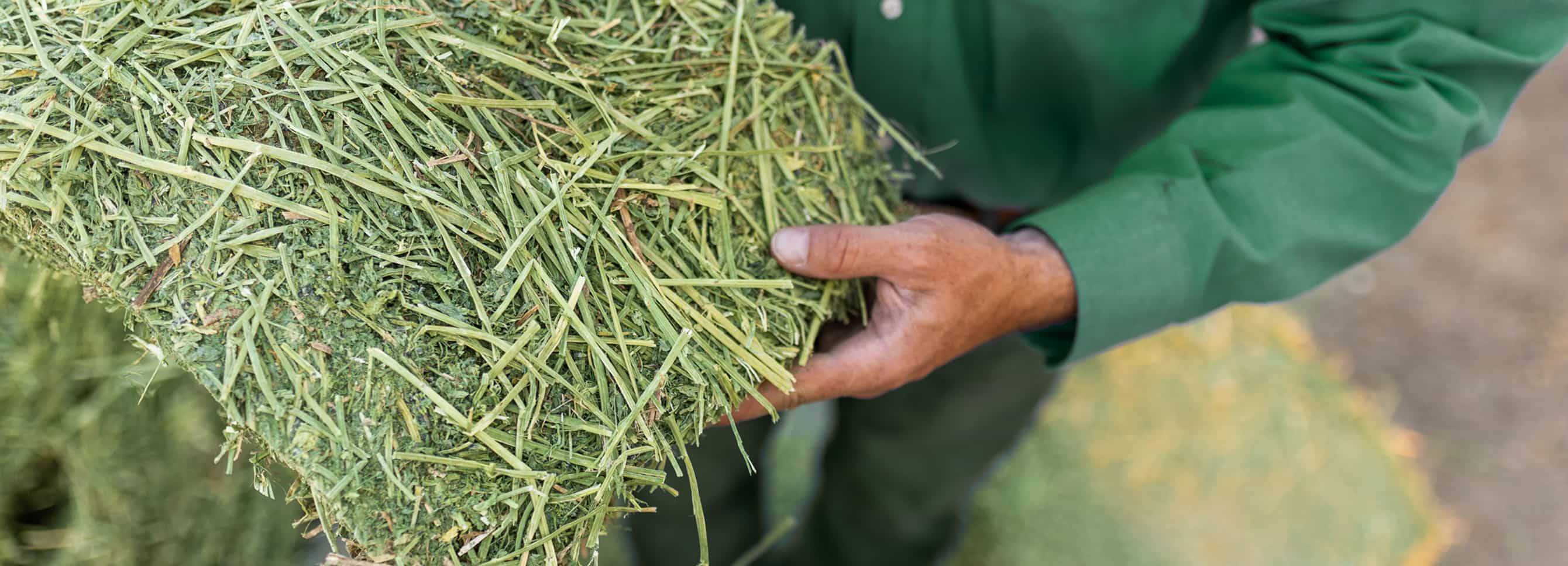 How to Extend Your Horses Hay Supply When Pasture Is Limited