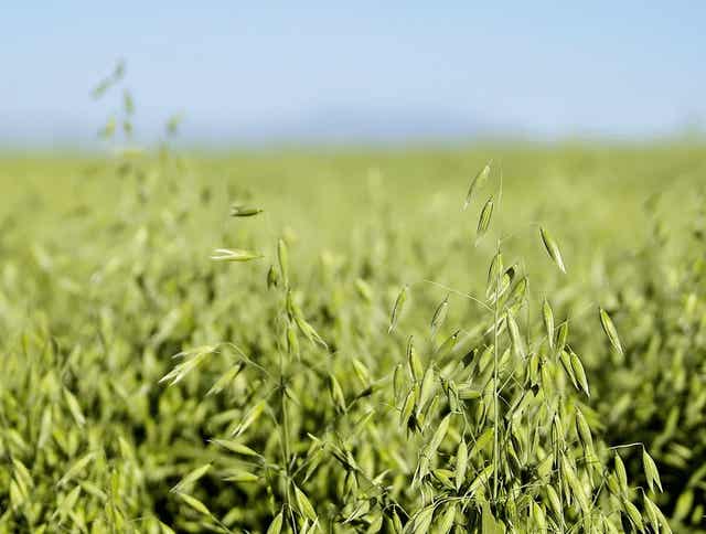 What Is Oat Grass Hay and How Can It Benefit Horses?