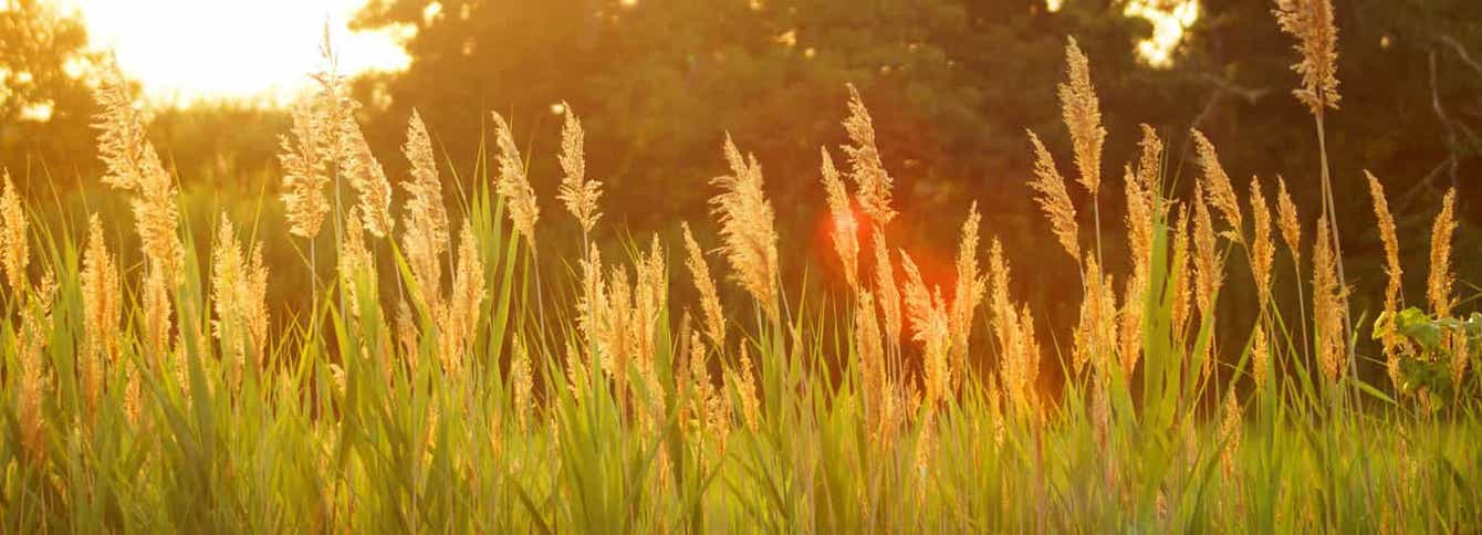 Feeding Orchardgrass Hay to Horses, Cattle & Other Livestock