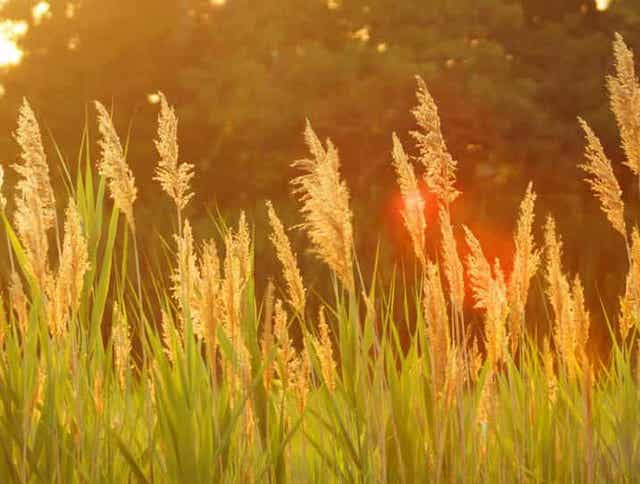 Feeding Orchardgrass Hay to Horses, Cattle and Other Livestock