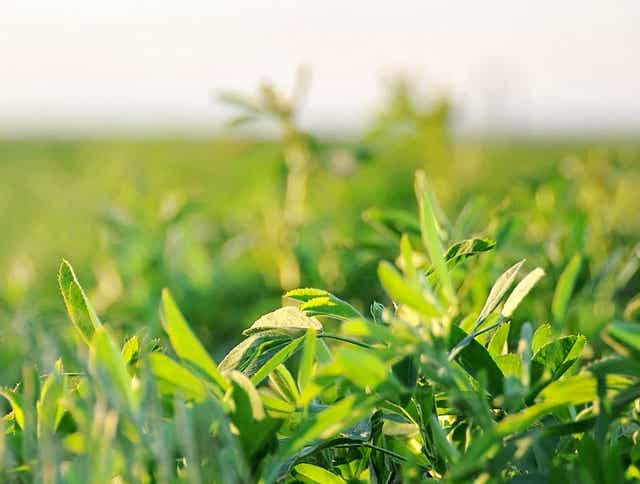 Are you looking for a USDA Certified Organic Alfalfa forage option for your animals?