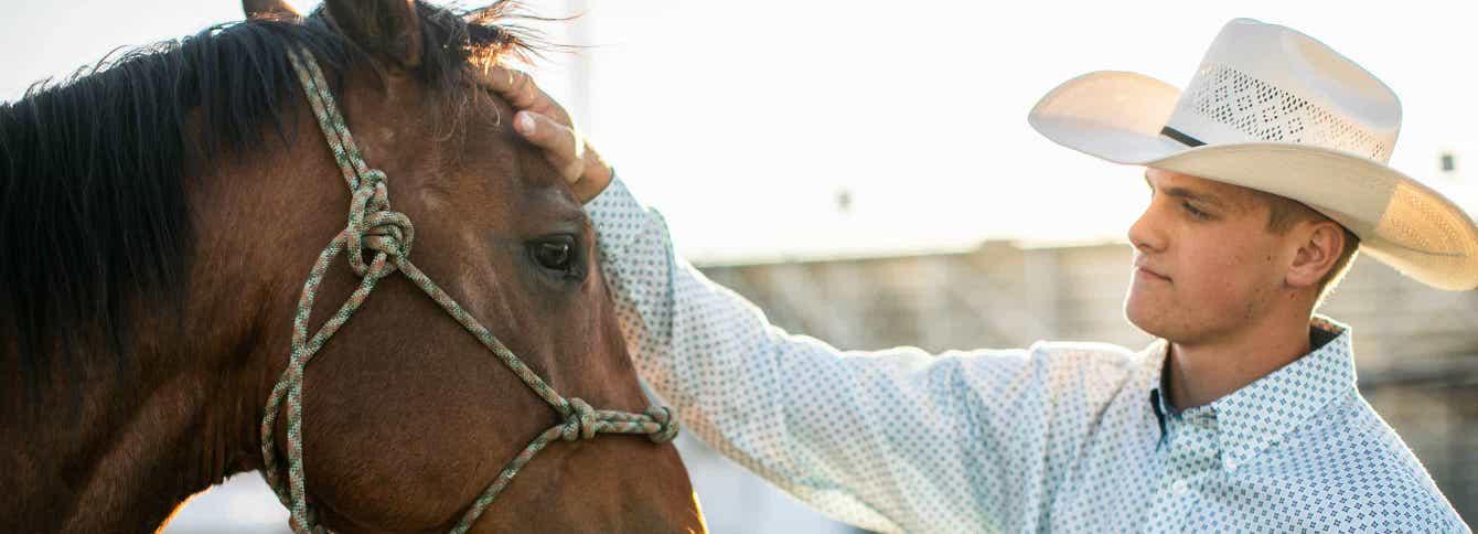 How much protein do horses need in their diets?