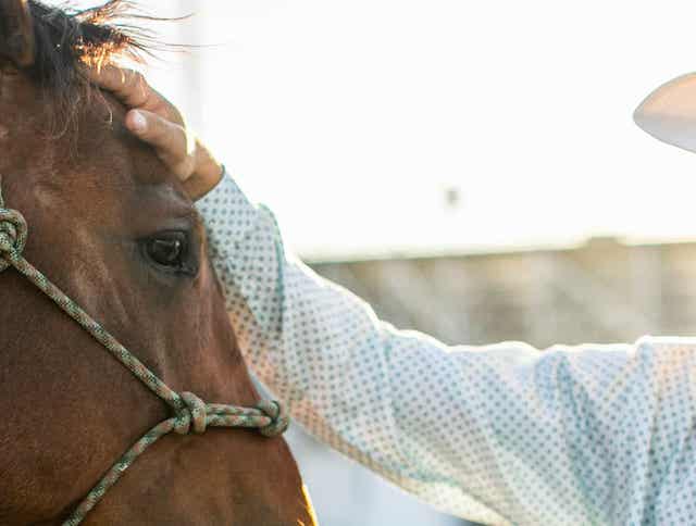 A Balancing Act: How Much Protein Do Horses Need?