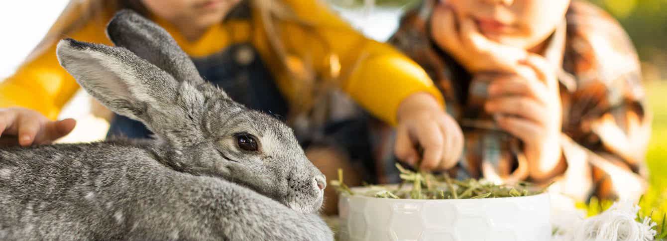 Digestive Health in Rabbits