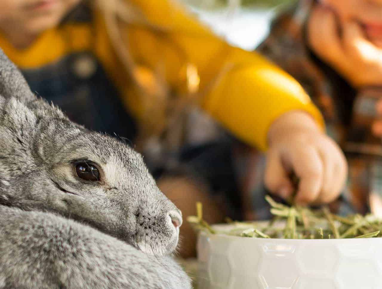 Inappetent Rabbit Digestive Health in Rabbits