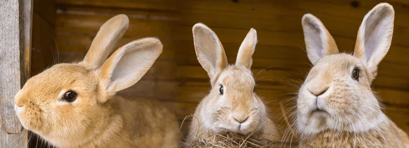 Grocery Shopping for Rabbit Food