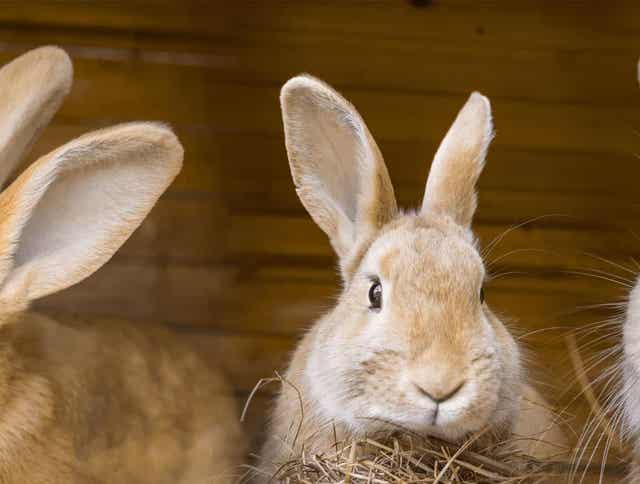 Grocery Shopping for Thumper