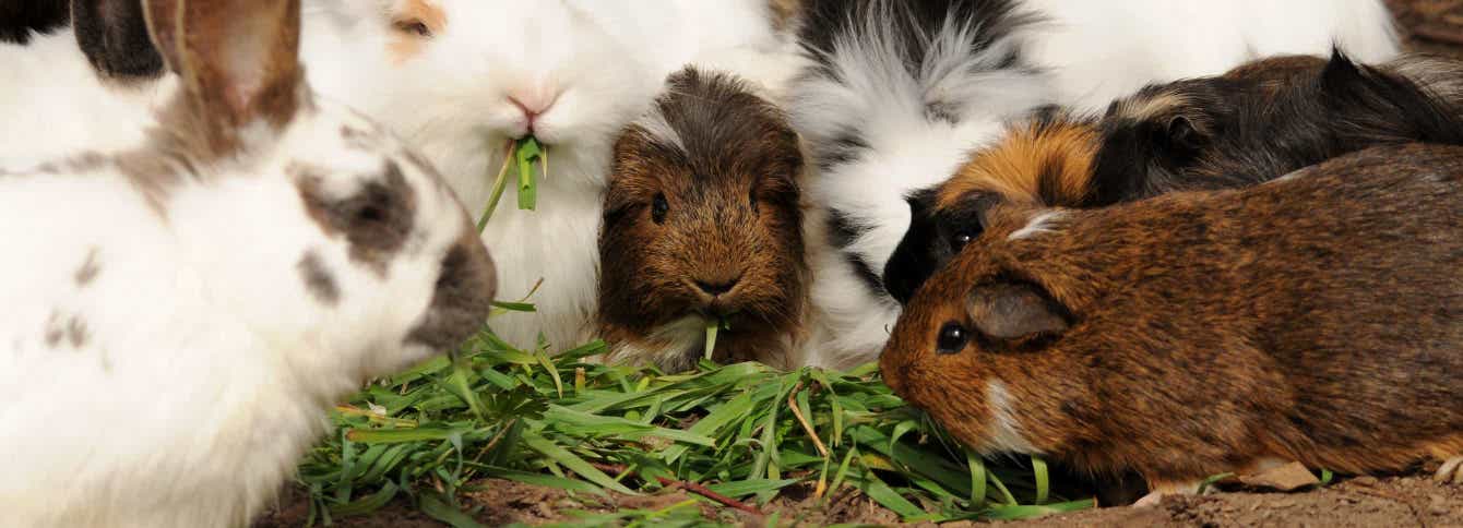 What type of forage is best for your small animal?