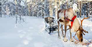 What Do Reindeer Eat? How Standlee Helps Fuel Festival of Lights Reindeer