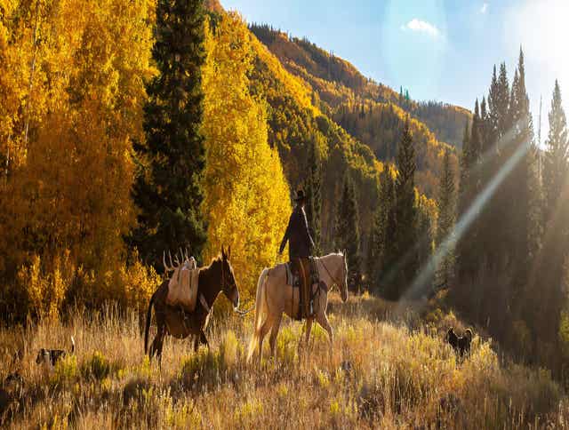Certified Noxious Weed-Free Forage: Why It Matters for Your Horse and the Land