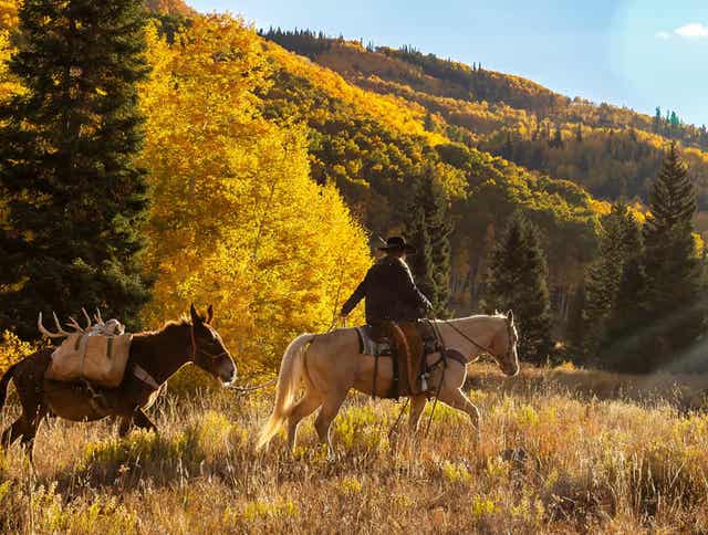 Certified Noxious Weed-Free Forage: Why It Matters for Your Horse and the Land