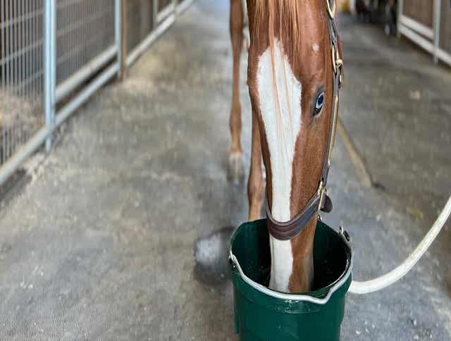 Horse eating forage out of a feed bucket.