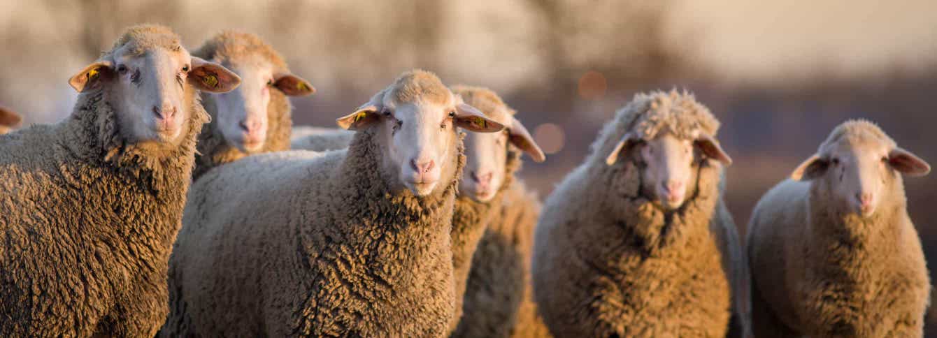 Feeding Sheep – What You Need to Know About Forage and Winter