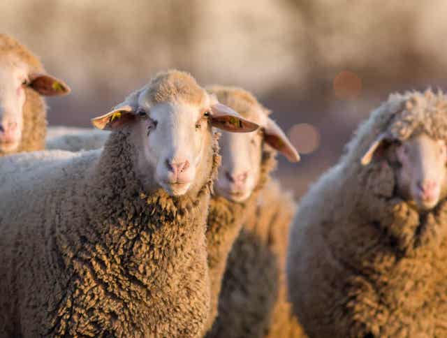 Feeding Sheep – What You Need to Know About Forage and Winter