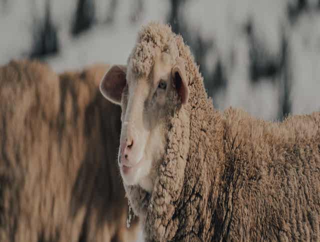Feeding Sheep in Winter: Forage, Warmth, & Nutrition Tips for Cold Months