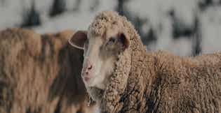 Feeding Sheep in Winter: Forage, Warmth, & Nutrition Tips for Cold Months
