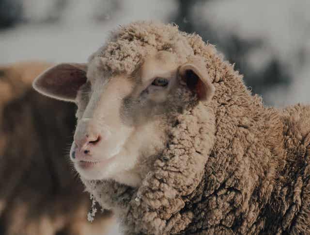 Feeding Sheep in Winter: Forage, Warmth, & Nutrition Tips for Cold Months