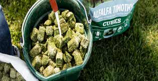 How to Soak Hay Cubes and Pellets for Horses: A Quick Guide
